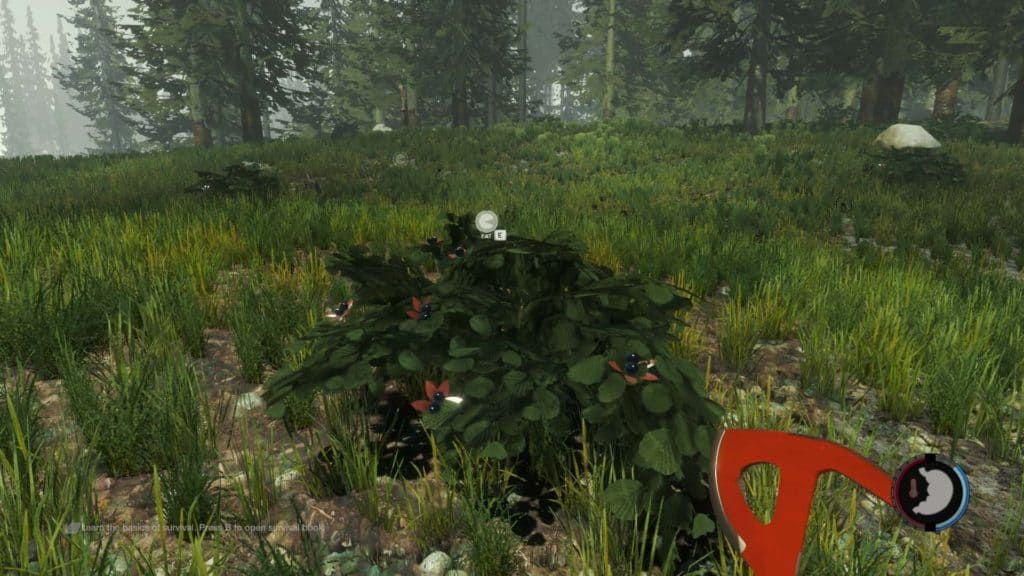 The Forest - Giftige Beeren
