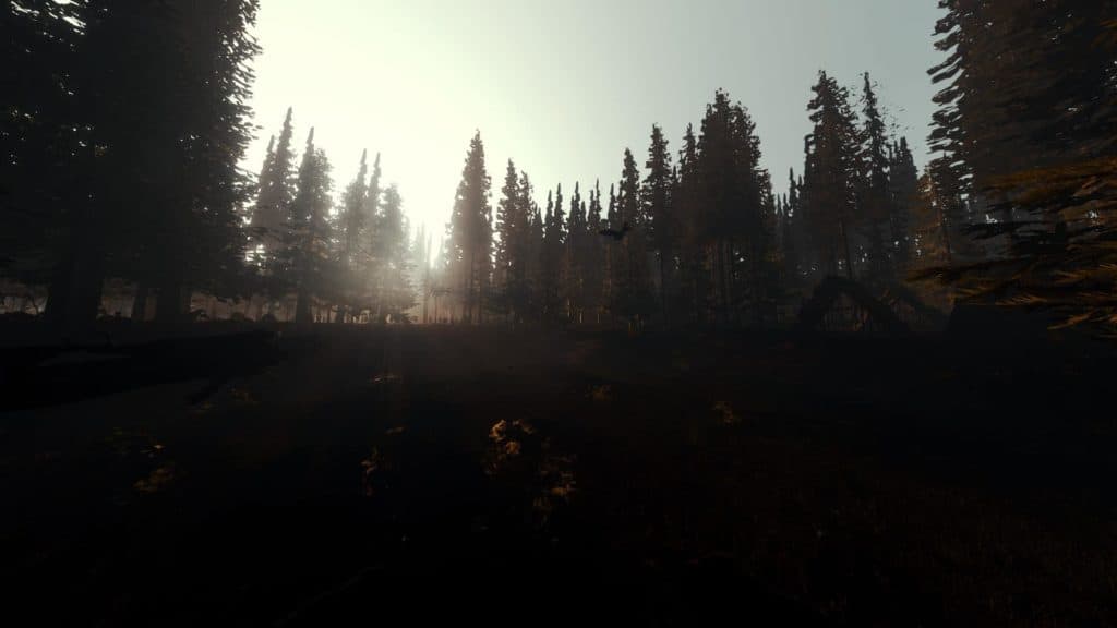 Durch eine Grafikmod entstand diese wunderschöne 200 Grad Bild des Waldes bei Sonnenaufgang