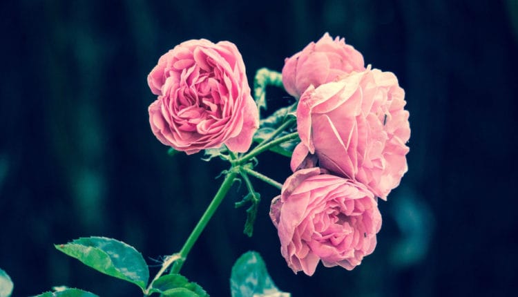pinke-rosen-acnh