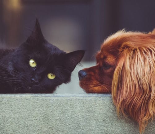 sims-4-tiere-hunde-katze